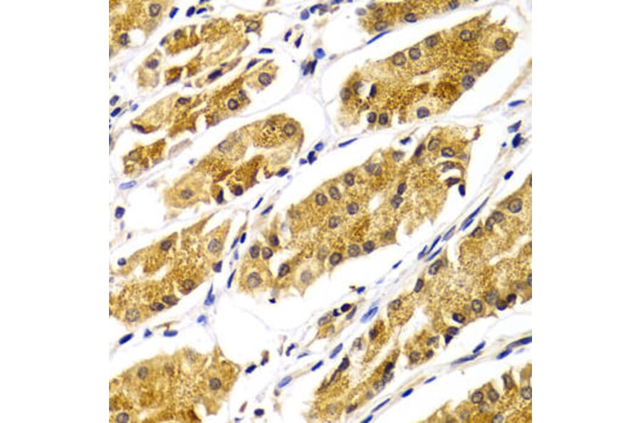 Immunohistochemistry - ABO Antibody from Signalway Antibody (32328) - Antibodies.com