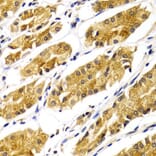 Immunohistochemistry - ABO Antibody from Signalway Antibody (32328) - Antibodies.com