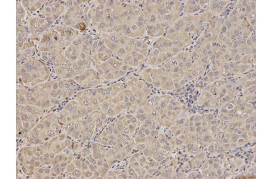 Immunohistochemistry - FXN Antibody from Signalway Antibody (32413) - Antibodies.com