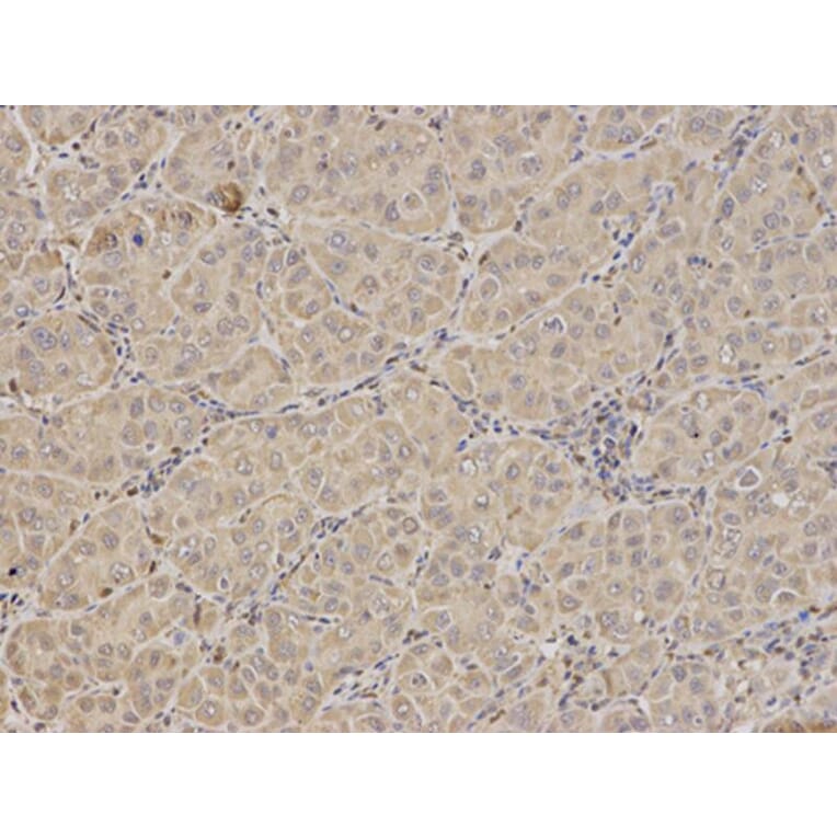 Immunohistochemistry - FXN Antibody from Signalway Antibody (32413) - Antibodies.com