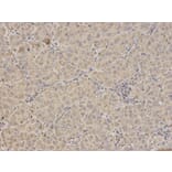 Immunohistochemistry - FXN Antibody from Signalway Antibody (32413) - Antibodies.com