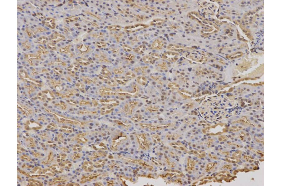 Immunohistochemistry - FXN Antibody from Signalway Antibody (32413) - Antibodies.com