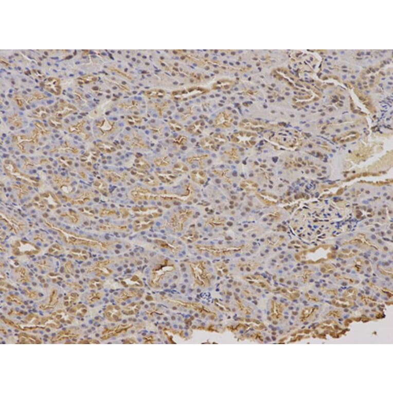 Immunohistochemistry - FXN Antibody from Signalway Antibody (32413) - Antibodies.com