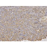 Immunohistochemistry - FXN Antibody from Signalway Antibody (32413) - Antibodies.com