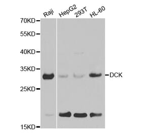 Western blot - DCK Antibody from Signalway Antibody (32437) - Antibodies.com