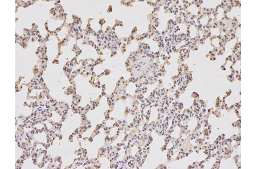 Immunohistochemistry - DCK Antibody from Signalway Antibody (32437) - Antibodies.com