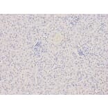 Immunohistochemistry - DCK Antibody from Signalway Antibody (32437) - Antibodies.com