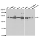 Western blot - OGT Antibody from Signalway Antibody (32540) - Antibodies.com