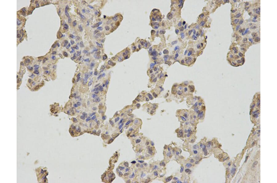 Immunohistochemistry - OGT Antibody from Signalway Antibody (32540) - Antibodies.com