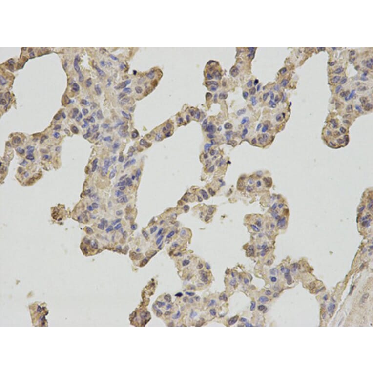 Immunohistochemistry - OGT Antibody from Signalway Antibody (32540) - Antibodies.com