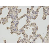 Immunohistochemistry - OGT Antibody from Signalway Antibody (32540) - Antibodies.com