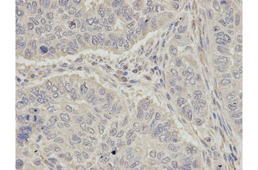 Immunohistochemistry - OGT Antibody from Signalway Antibody (32540) - Antibodies.com