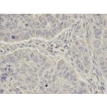 Immunohistochemistry - OGT Antibody from Signalway Antibody (32540) - Antibodies.com
