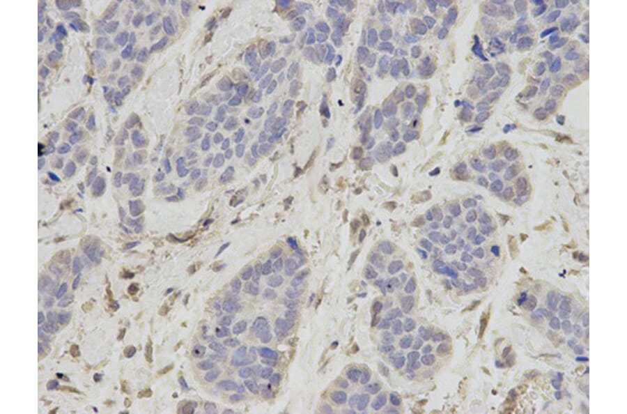 Immunohistochemistry - OGT Antibody from Signalway Antibody (32540) - Antibodies.com
