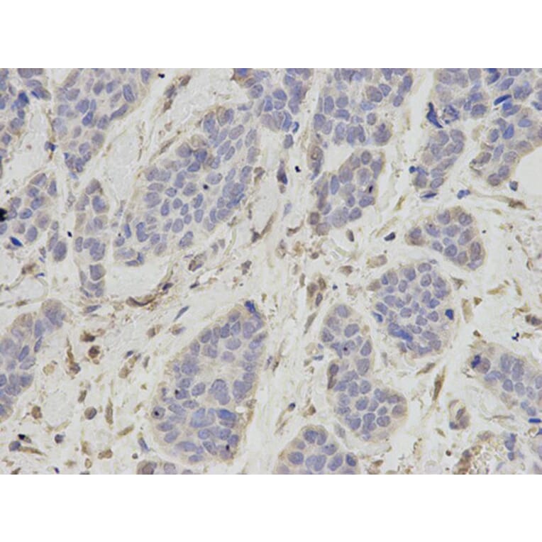 Immunohistochemistry - OGT Antibody from Signalway Antibody (32540) - Antibodies.com