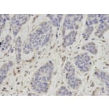 Immunohistochemistry - OGT Antibody from Signalway Antibody (32540) - Antibodies.com