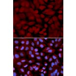 Immunofluorescence - OGT Antibody from Signalway Antibody (32540) - Antibodies.com
