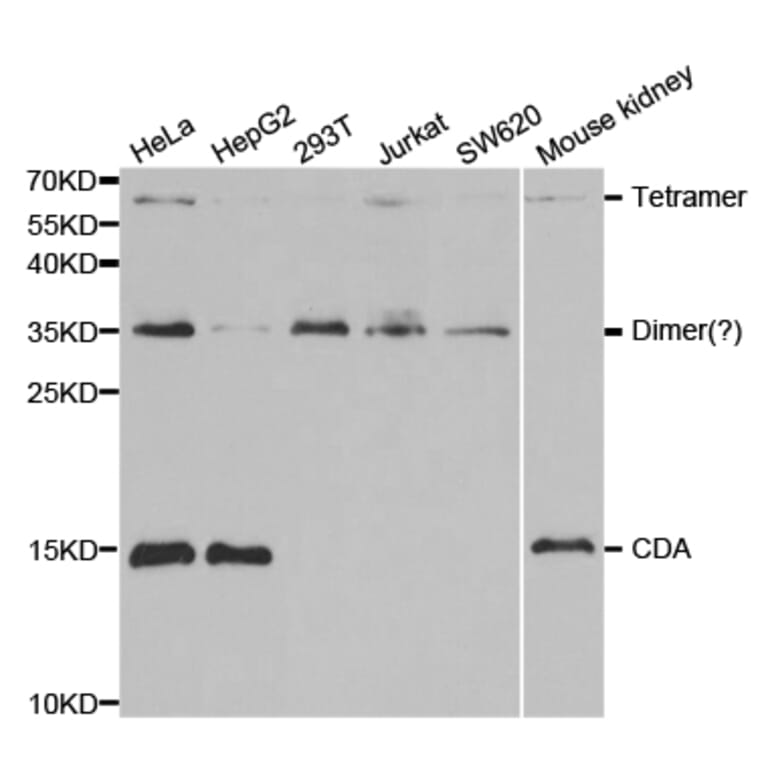 Western blot - CDA Antibody from Signalway Antibody (32548) - Antibodies.com