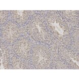 Immunohistochemistry - CDA Antibody from Signalway Antibody (32548) - Antibodies.com