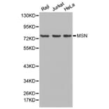 Western blot - MSN Antibody from Signalway Antibody (32645) - Antibodies.com
