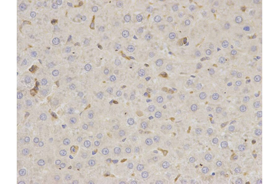 Immunohistochemistry - MSN Antibody from Signalway Antibody (32645) - Antibodies.com