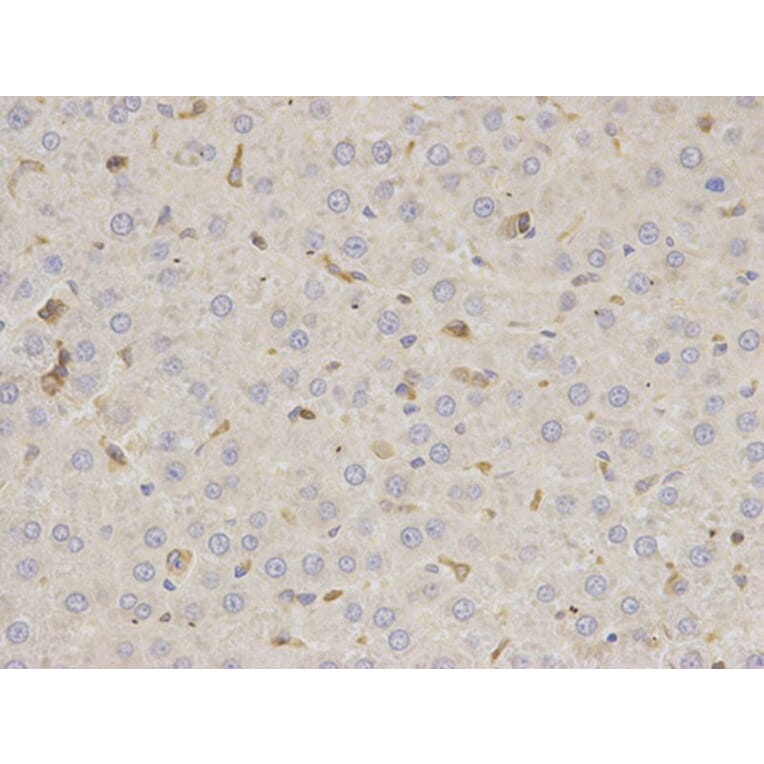 Immunohistochemistry - MSN Antibody from Signalway Antibody (32645) - Antibodies.com
