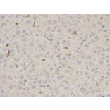 Immunohistochemistry - MSN Antibody from Signalway Antibody (32645) - Antibodies.com