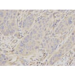 Immunohistochemistry - MSN Antibody from Signalway Antibody (32645) - Antibodies.com
