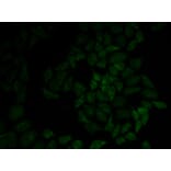 Immunofluorescence - MSN Antibody from Signalway Antibody (32645) - Antibodies.com