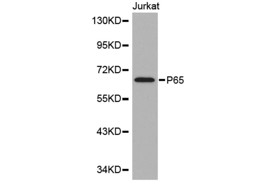 Western blot - p65 Antibody from Signalway Antibody (32705) - Antibodies.com
