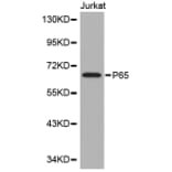 Western blot - p65 Antibody from Signalway Antibody (32705) - Antibodies.com