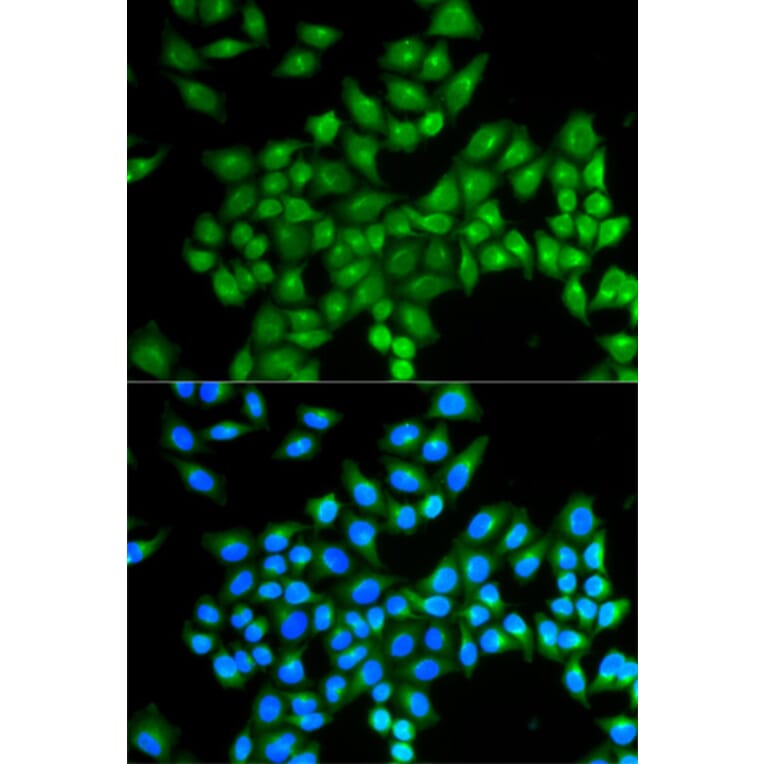 Immunofluorescence - DAO Antibody from Signalway Antibody (32763) - Antibodies.com