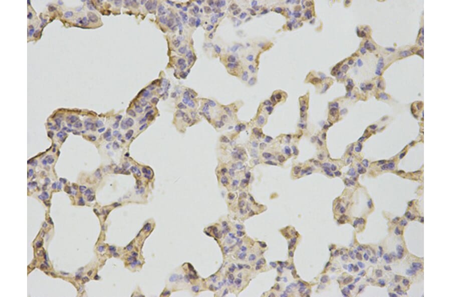 Immunohistochemistry - BPI Antibody from Signalway Antibody (32782) - Antibodies.com
