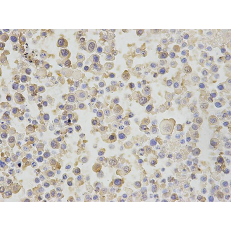 Immunohistochemistry - BPI Antibody from Signalway Antibody (32782) - Antibodies.com