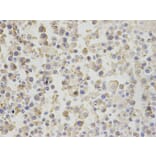 Immunohistochemistry - BPI Antibody from Signalway Antibody (32782) - Antibodies.com
