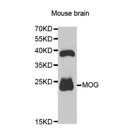 Western blot - MOG Antibody from Signalway Antibody (32793) - Antibodies.com