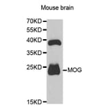 Western blot - MOG Antibody from Signalway Antibody (32793) - Antibodies.com