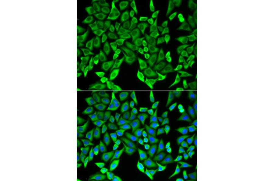 Immunofluorescence - MOG Antibody from Signalway Antibody (32793) - Antibodies.com