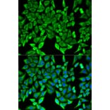 Immunofluorescence - MOG Antibody from Signalway Antibody (32793) - Antibodies.com