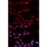 Immunofluorescence - CFP Antibody from Signalway Antibody (32828) - Antibodies.com