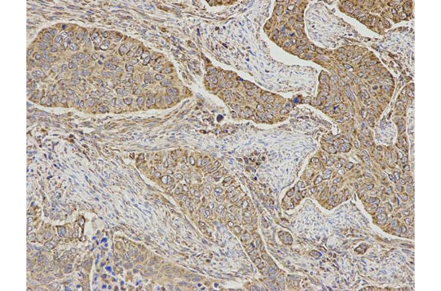 Immunohistochemistry - DLD Antibody from Signalway Antibody (32831) - Antibodies.com