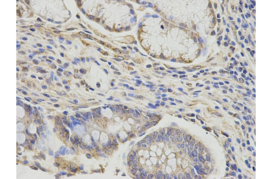 Immunohistochemistry - DLD Antibody from Signalway Antibody (32831) - Antibodies.com