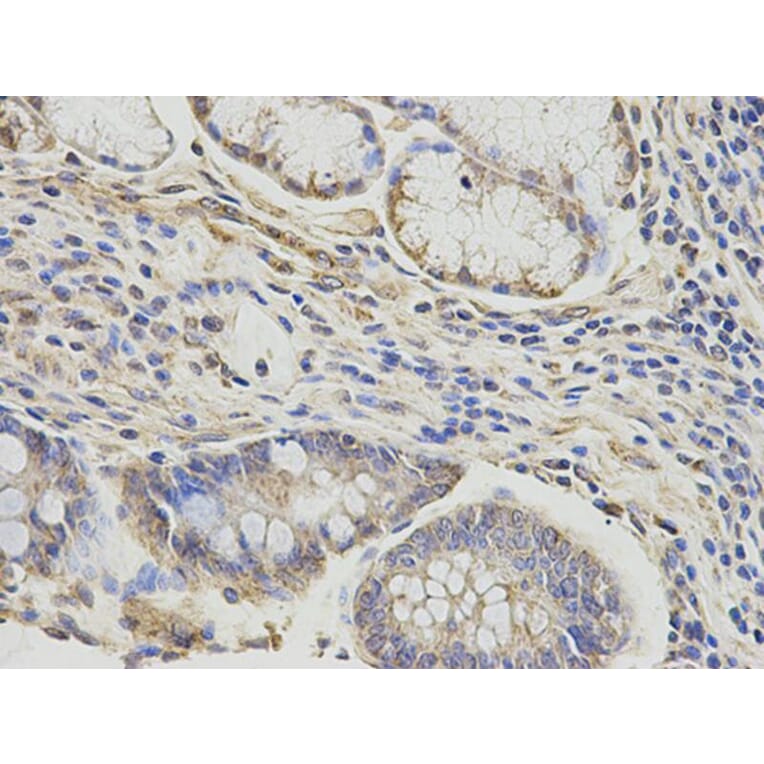 Immunohistochemistry - DLD Antibody from Signalway Antibody (32831) - Antibodies.com