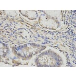 Immunohistochemistry - DLD Antibody from Signalway Antibody (32831) - Antibodies.com