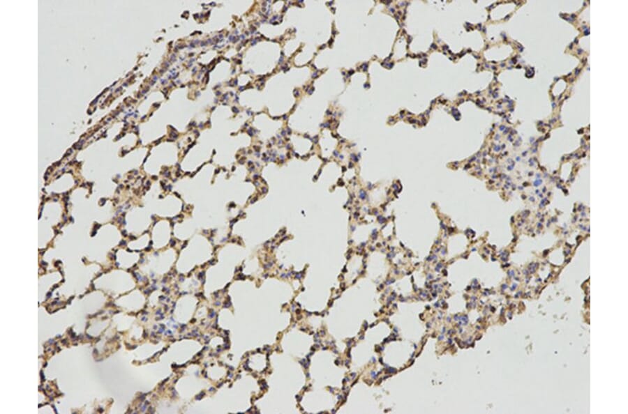 Immunohistochemistry - DLD Antibody from Signalway Antibody (32831) - Antibodies.com