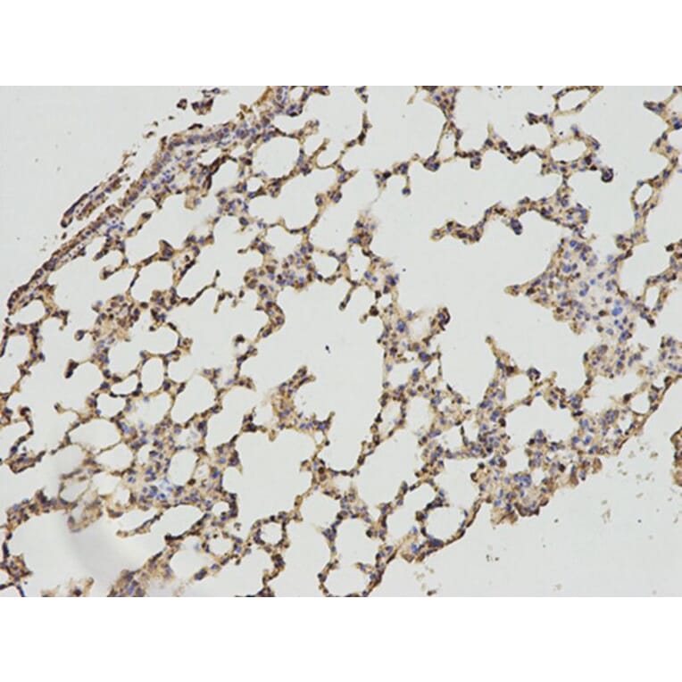 Immunohistochemistry - DLD Antibody from Signalway Antibody (32831) - Antibodies.com