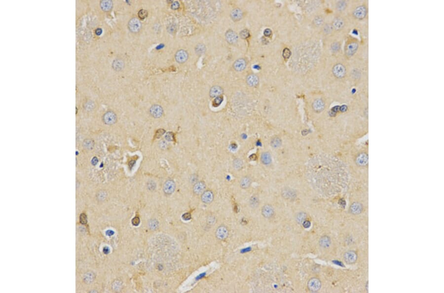 Immunohistochemistry - CPE Antibody from Signalway Antibody (32861) - Antibodies.com