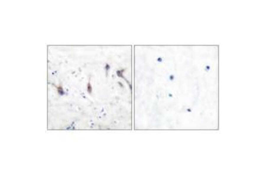 Immunohistochemistry - ARC Antibody from Signalway Antibody (33325) - Antibodies.com