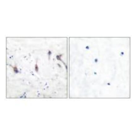 Immunohistochemistry - ARC Antibody from Signalway Antibody (33325) - Antibodies.com