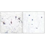 Immunohistochemistry - ARC Antibody from Signalway Antibody (33325) - Antibodies.com